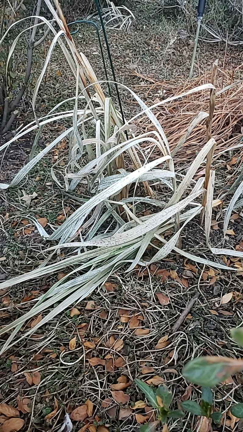 Post-Bloom Care