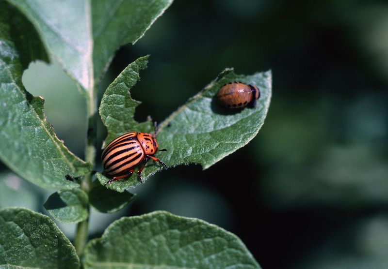 Colorado Potato Beetles