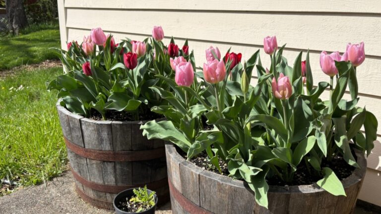 tulips in old barrels