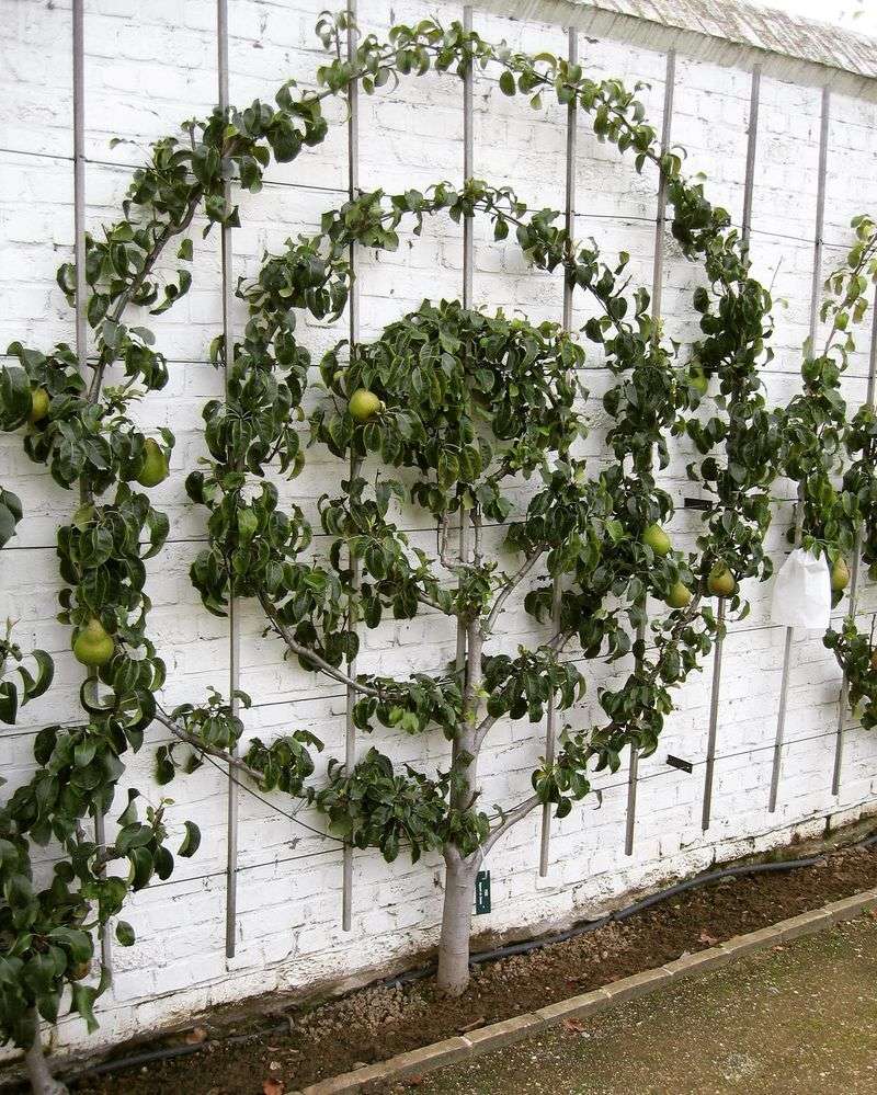 Espalier Trellis