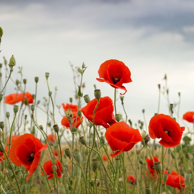 Poppies