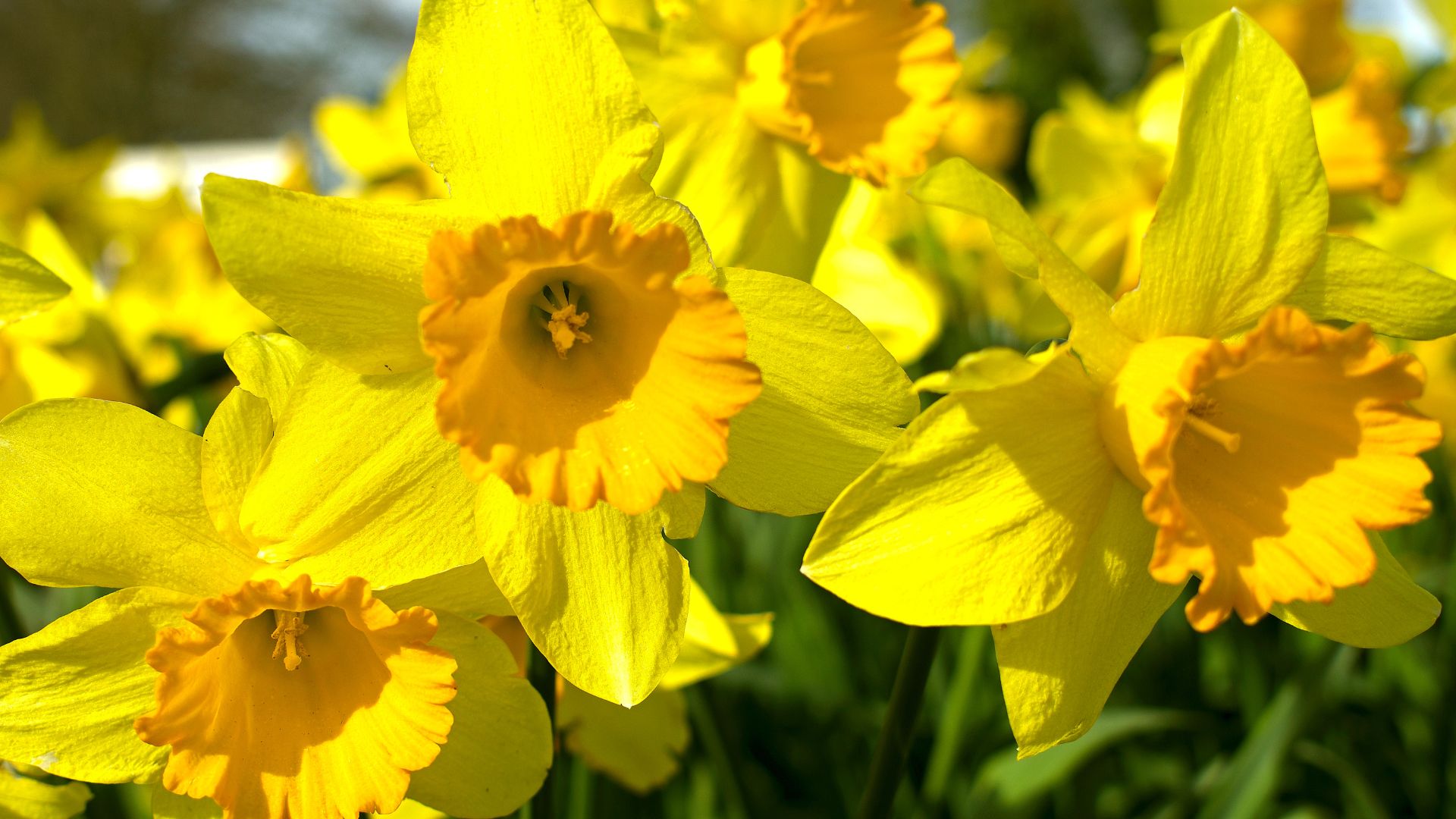 Daffodils