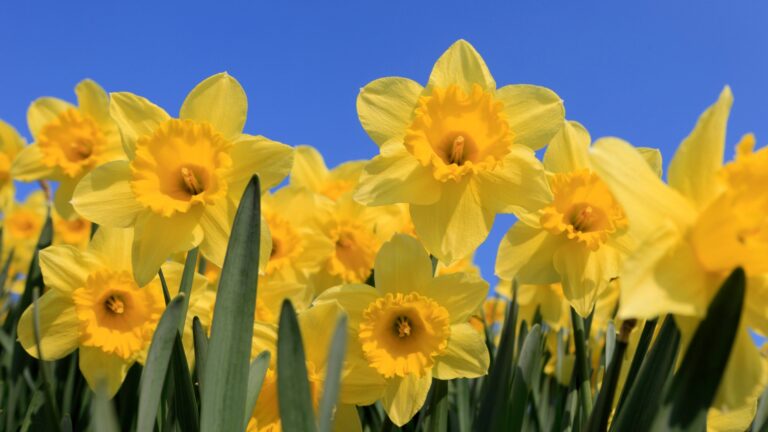 Daffodils
