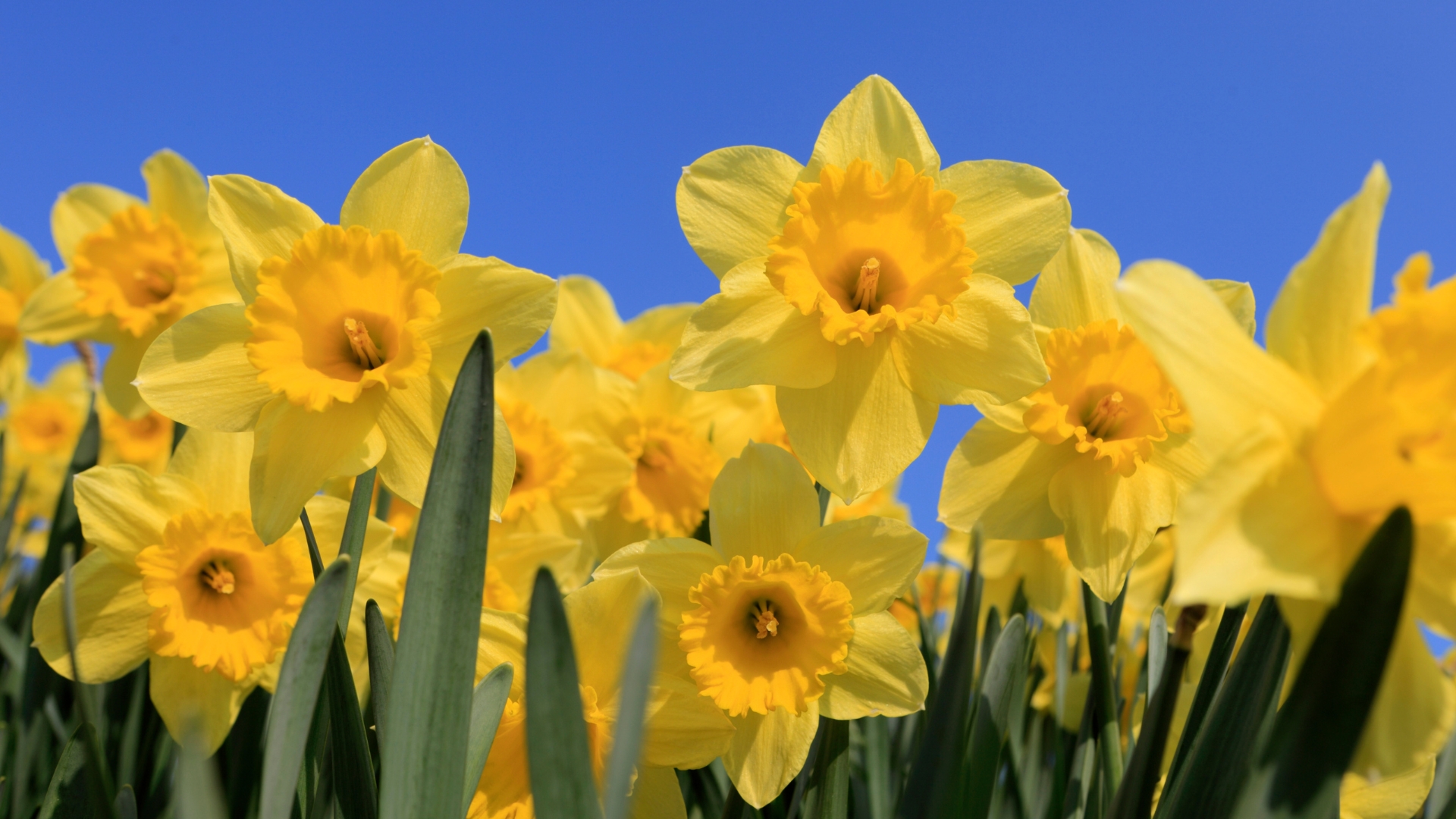 Daffodils And Other 35 Harmful Garden Plants You Should NEVER Grow