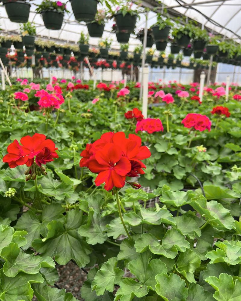 Geraniums