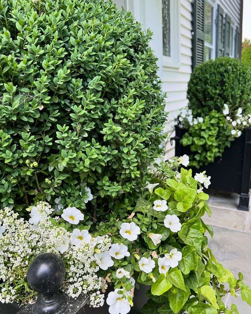 Boxwood