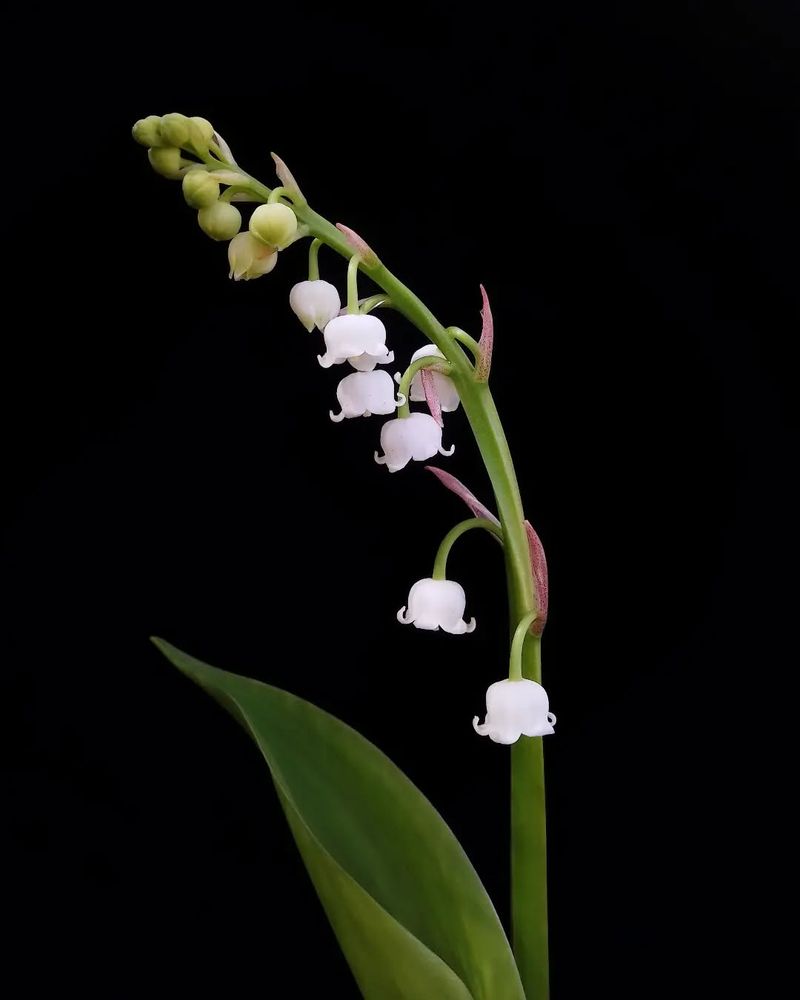 Lily of the Valley