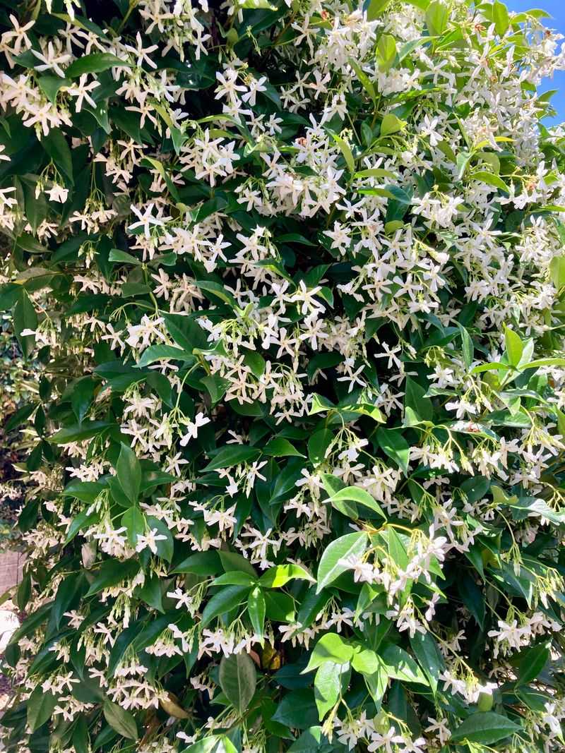 Jasmine