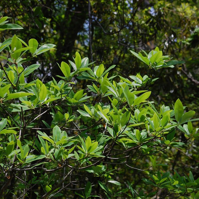 Sweetbay Magnolia