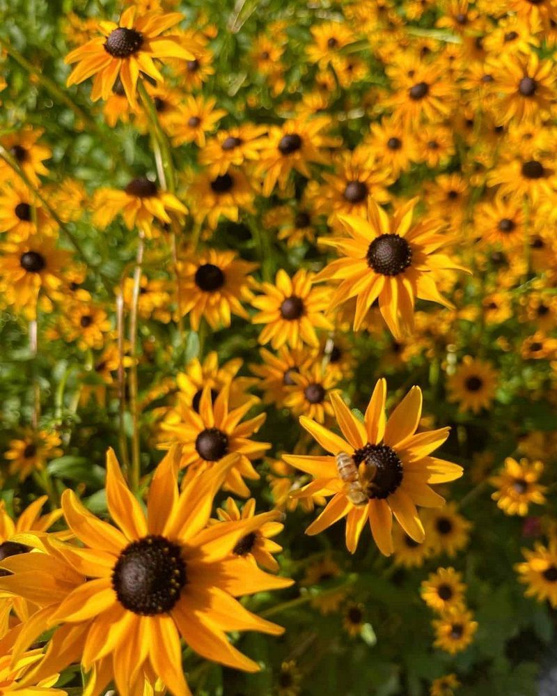 Black-eyed Susans