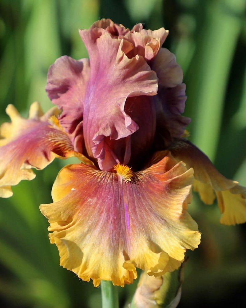 Iris