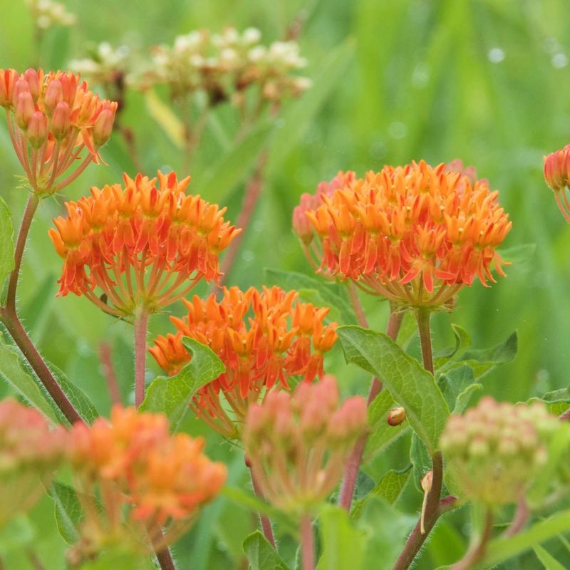 Orange Butterfly Weed