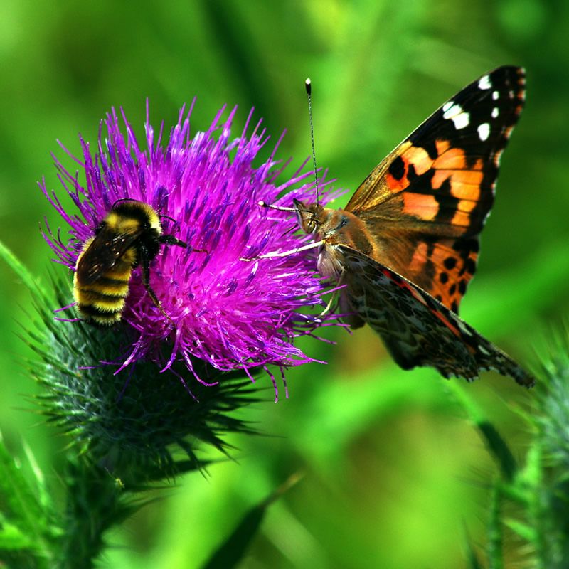 Attract Pollinators With Wildflowers