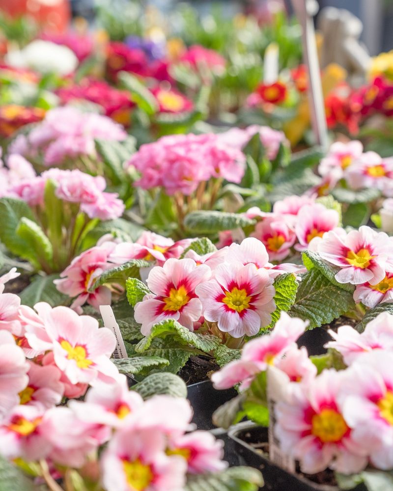 Primrose