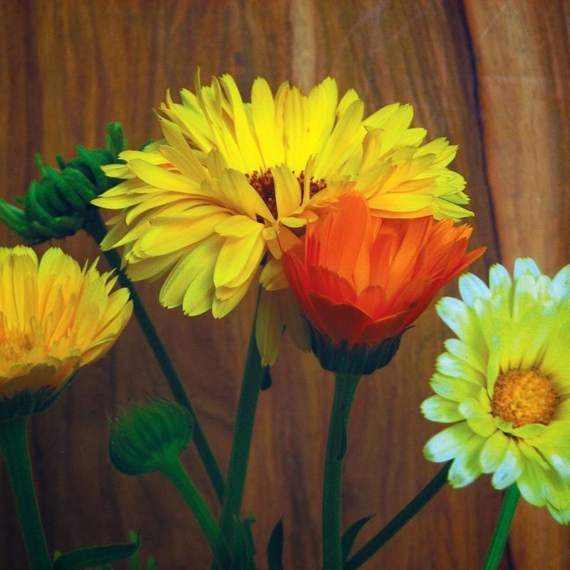 Calendula
