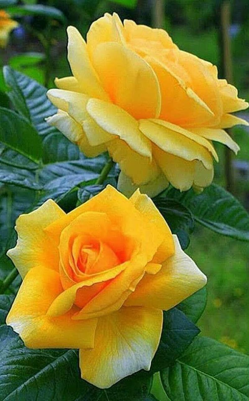 Michelangelo Rose