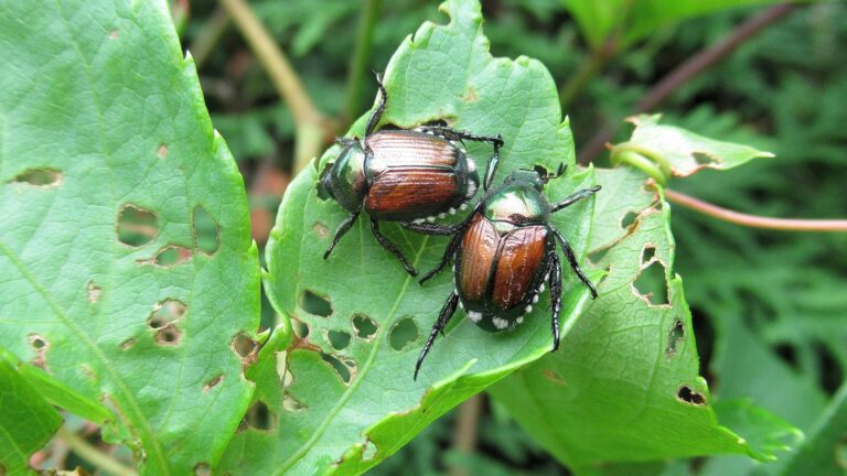 japanese beetles