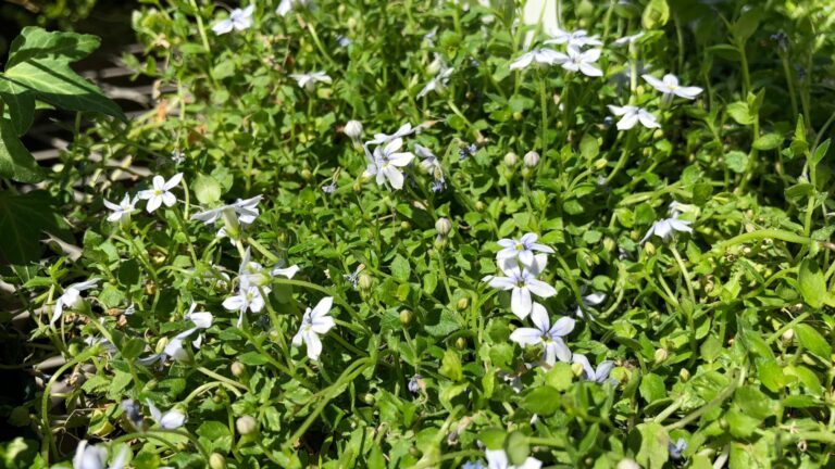 blue star creeper flowers