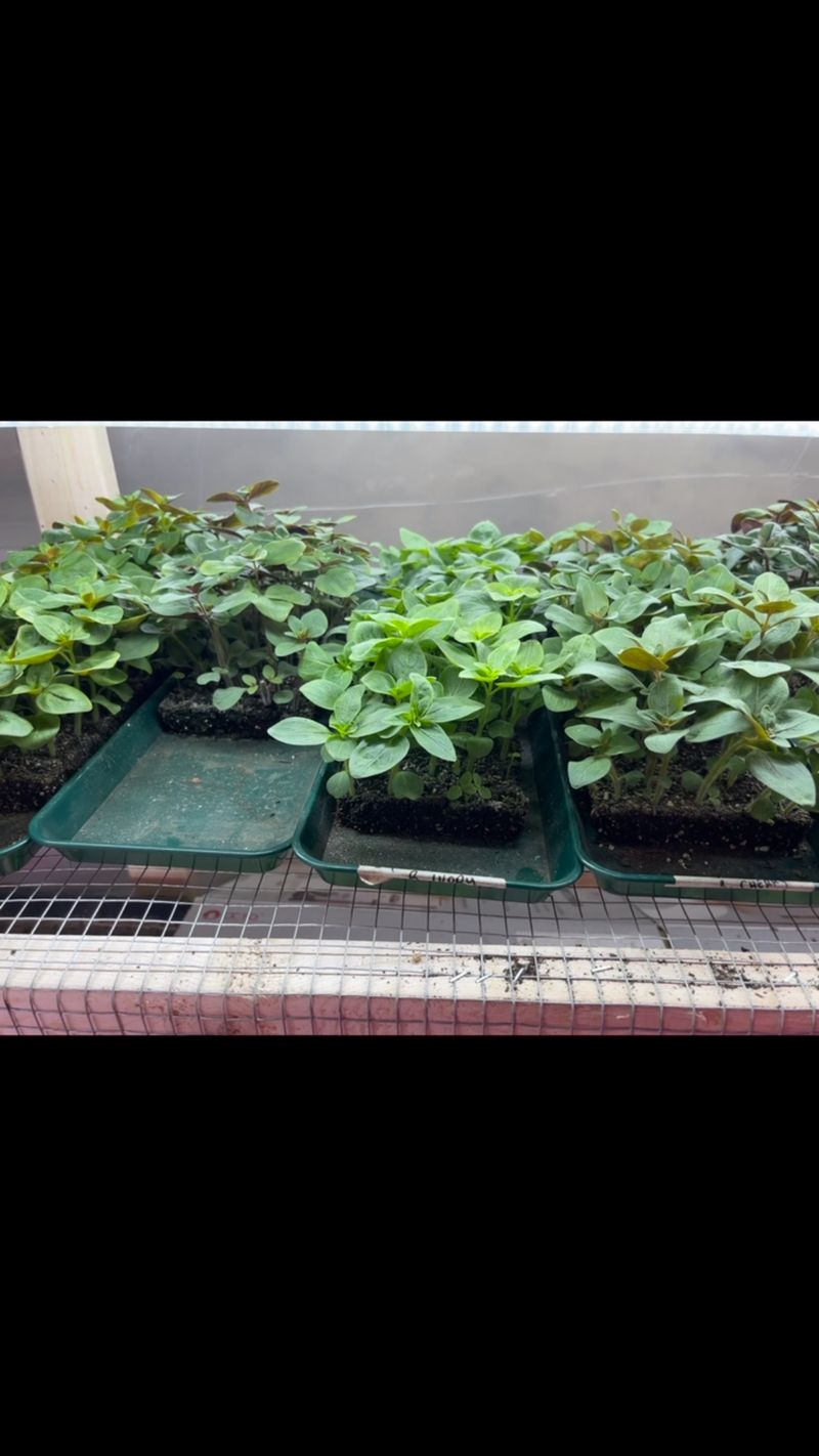 Don’t Transplant If They Haven’t Been Hardened Off Yet