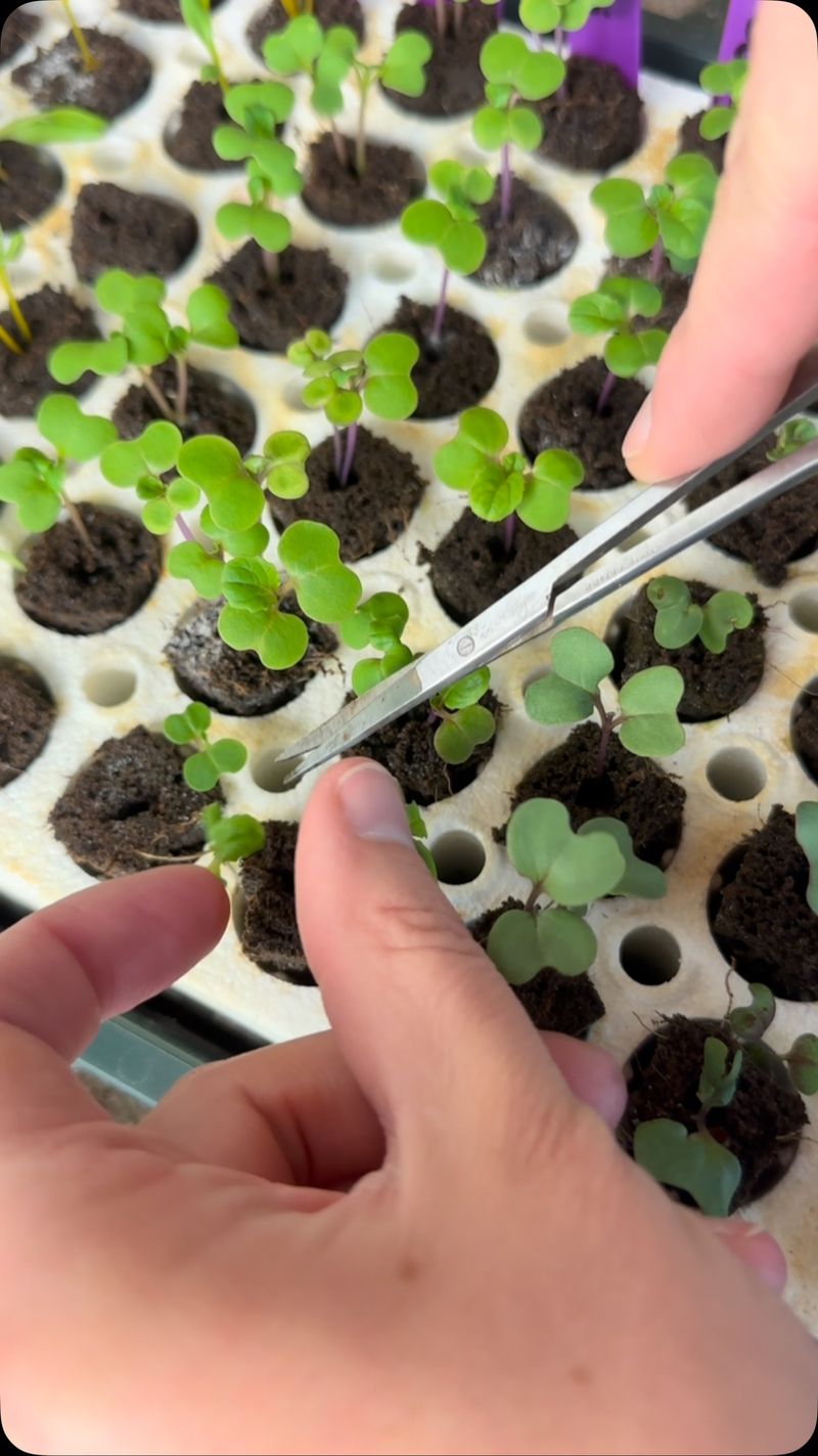 Don’t Transplant If Stems Are Thin and Weak
