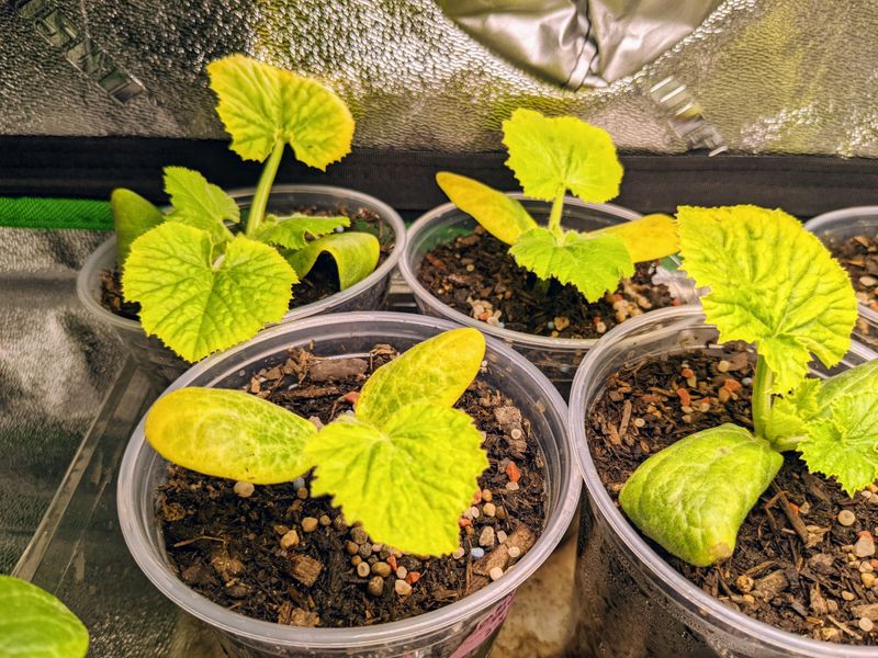 Don’t Transplant If Leaves Are Yellowing or Wilting from Stress