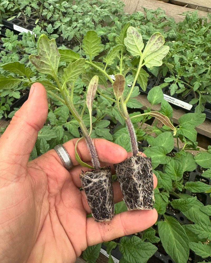 Don’t Transplant If Roots Haven’t Filled the Container Yet