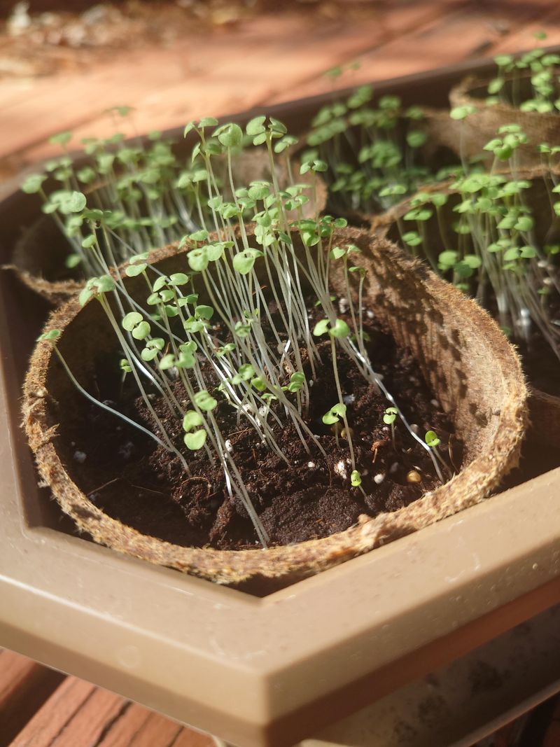 Grow Catnip from Seeds