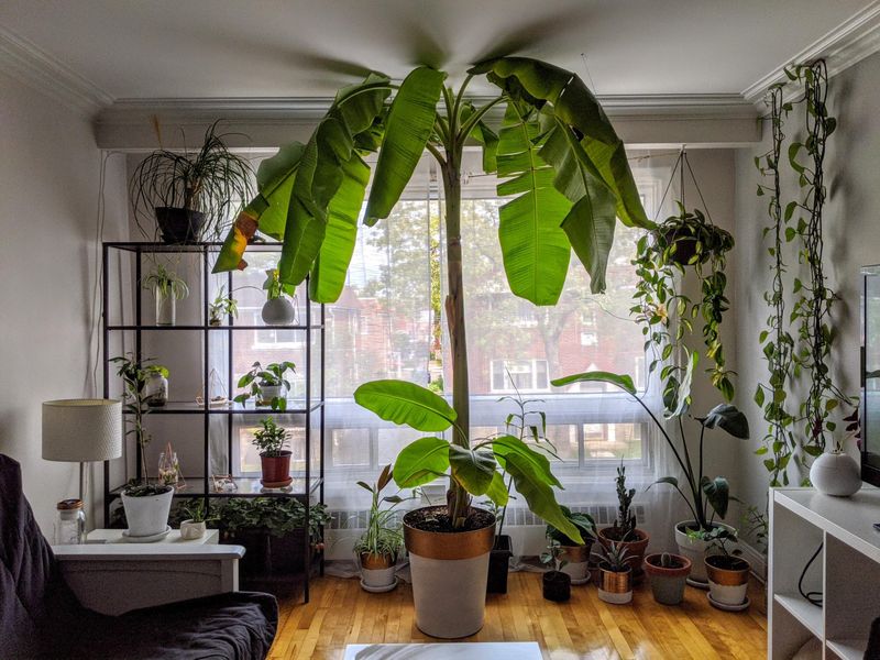 Banana Plant