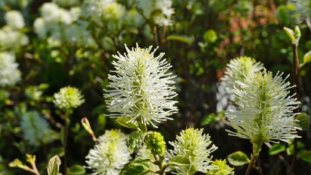 Dwarf Fothergilla