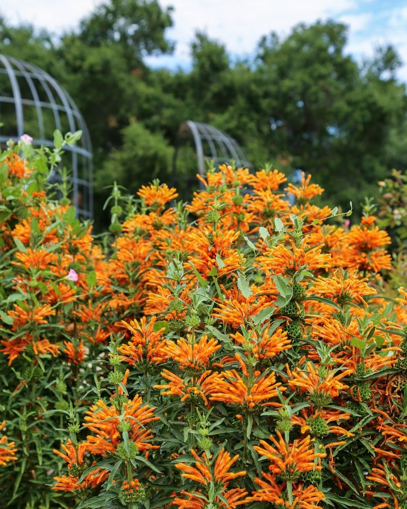 Leonotis leonurus (Lion’s Tail)