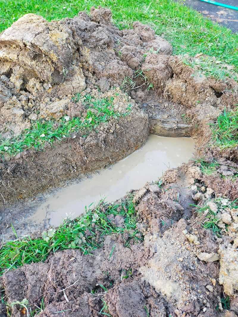 Filters And Stores Water For Ecosystems