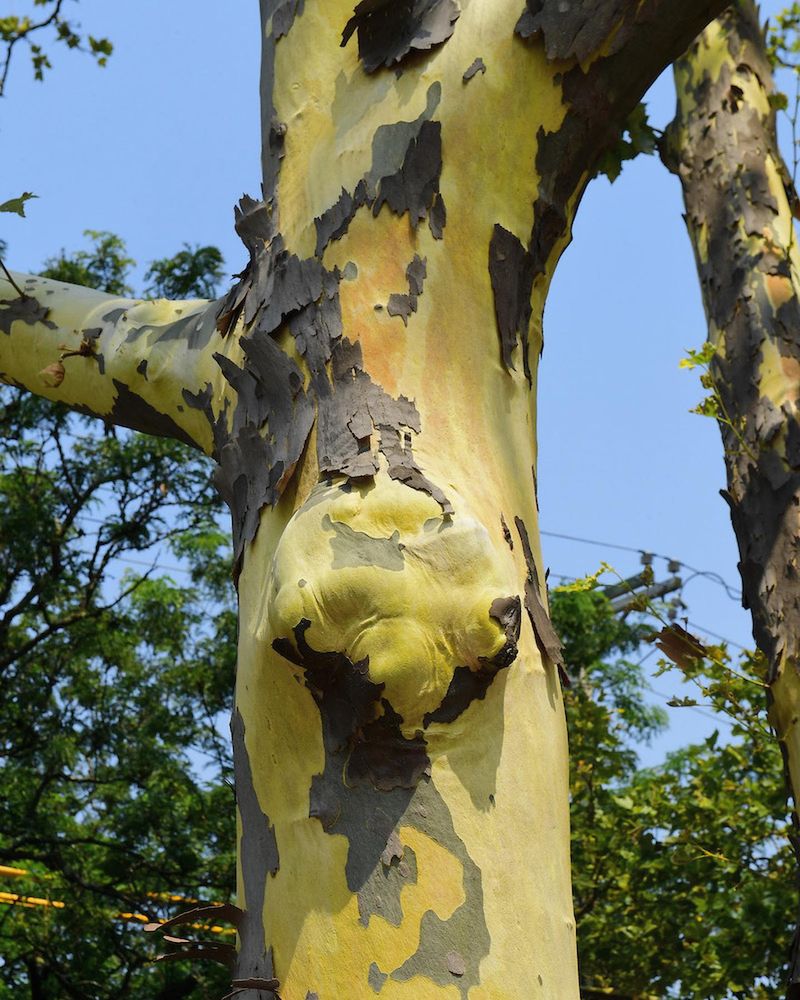 London Plane Tree