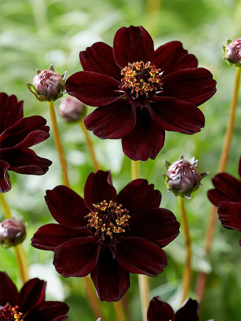 Enhances The Appeal Of Butterfly Gardens