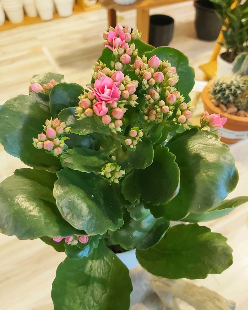 Kalanchoe