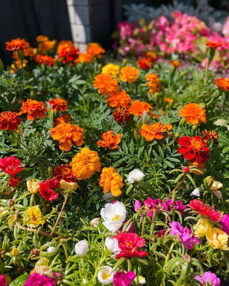 Plant Summer Annuals