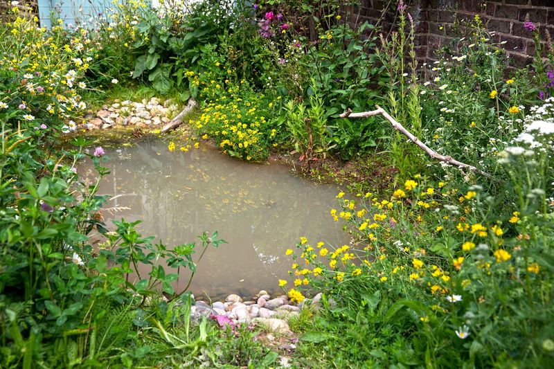 Create A Wildflower Pond Edge