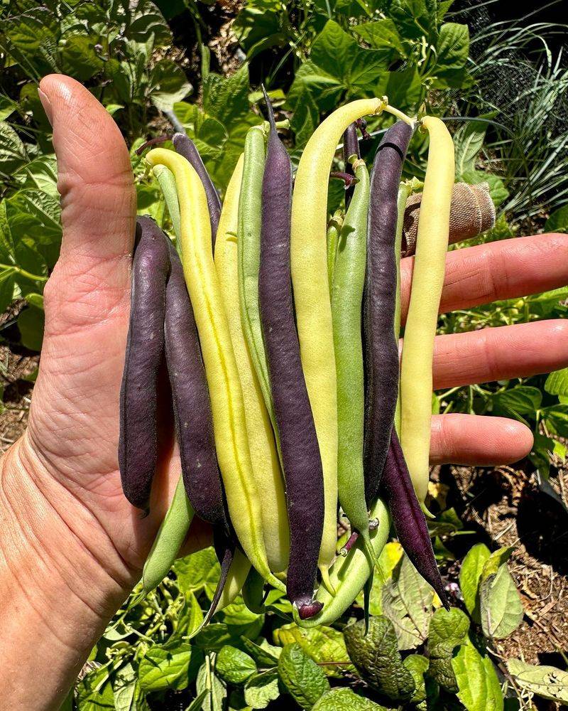 Beans Won't Survive a Frost—They’re Too Sensitive to the Cold!