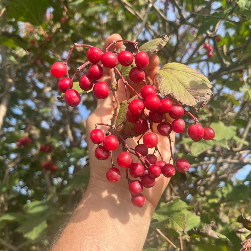 Cranberry Bush