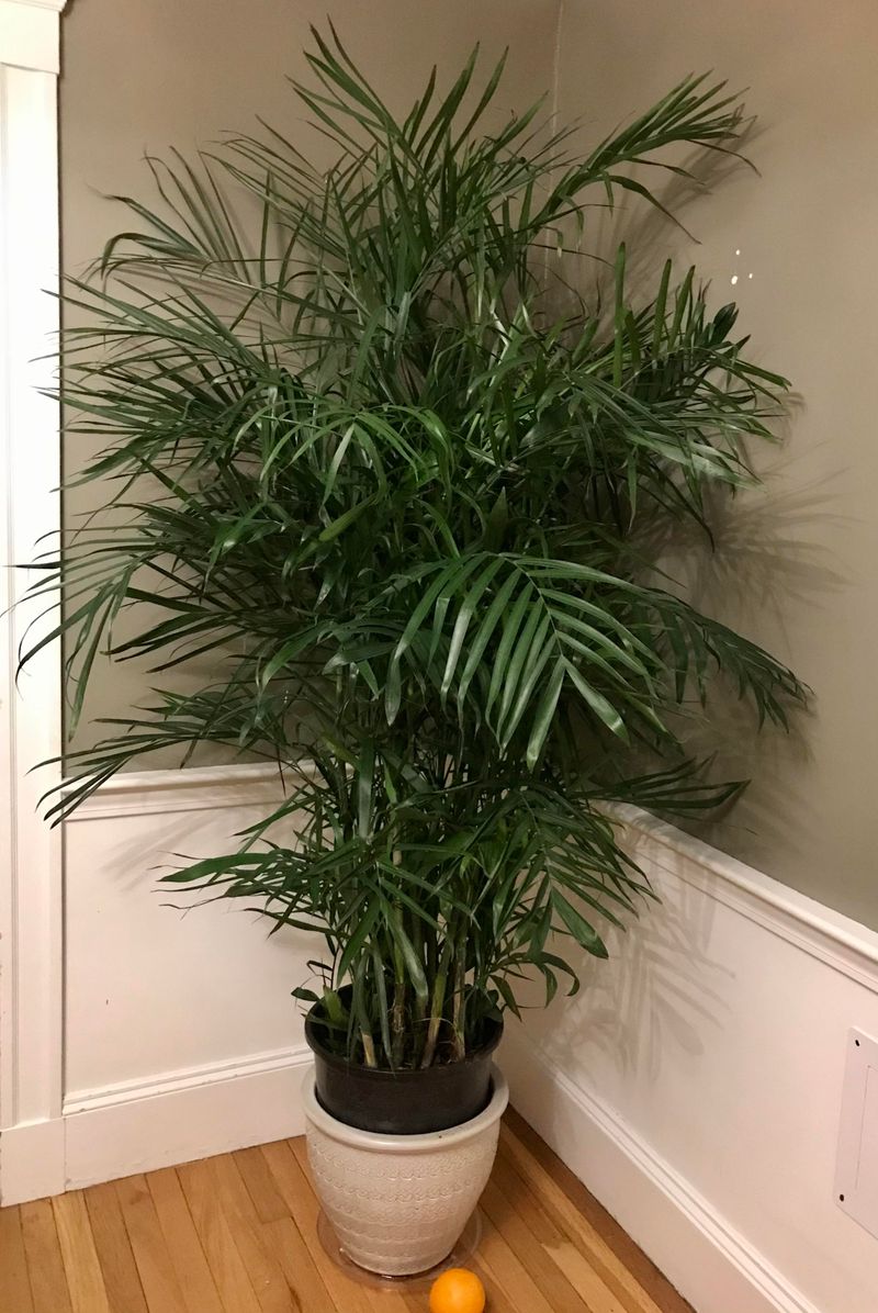 Bamboo Palm