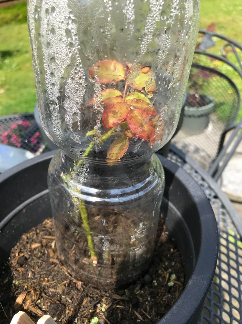 Propagate For More Roses