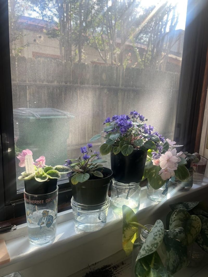African Violet