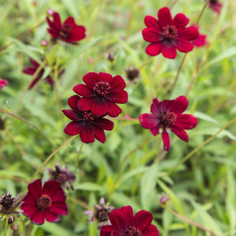 Pest And Disease Resistant For Hassle-Free Growing