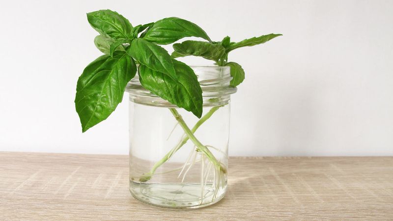 Change Water Regularly