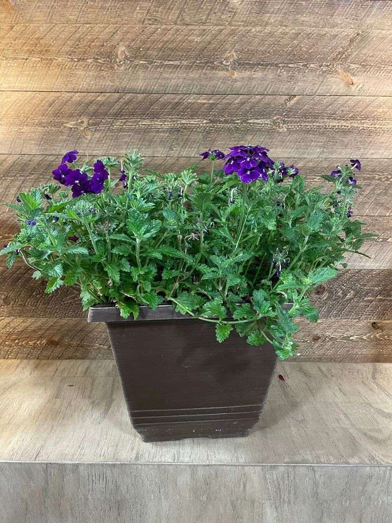 Plant in Containers