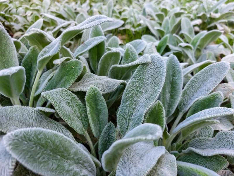 Lamb's Ear