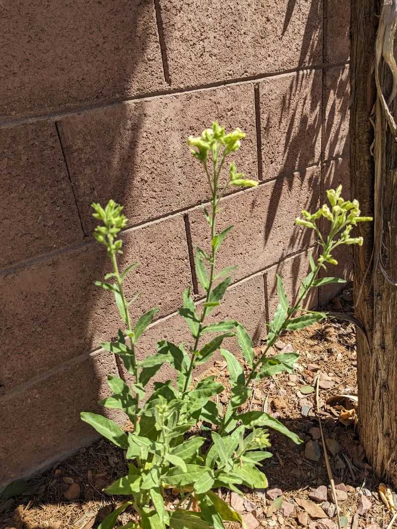 Nicotiana