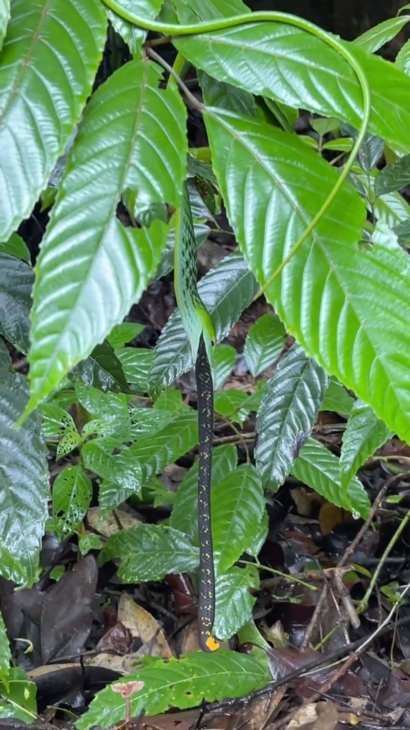 Mycorrhizal Fungi Support Plant Roots