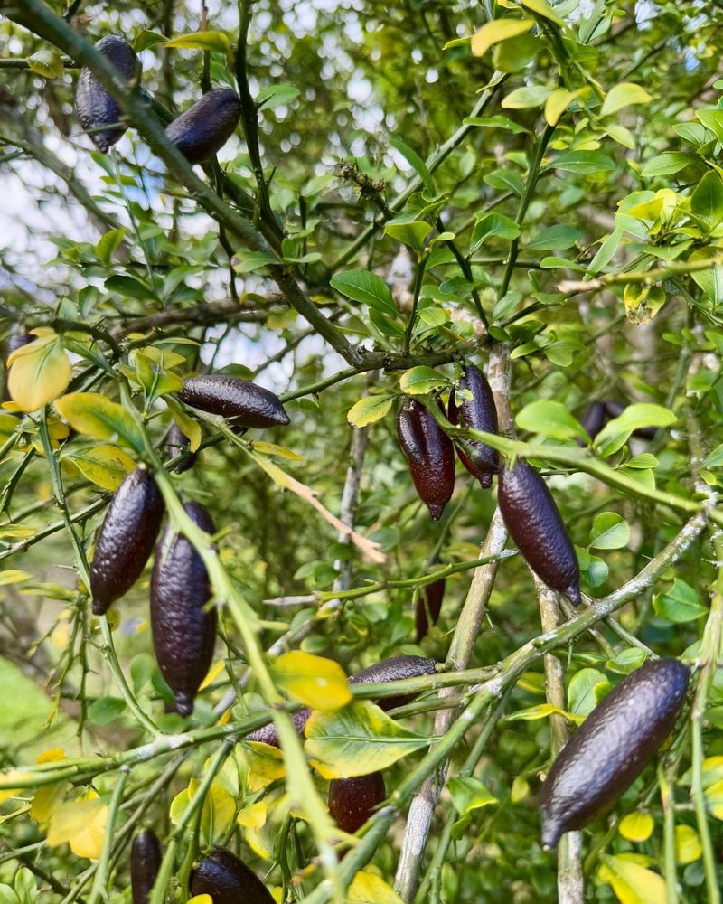 Finger Lime
