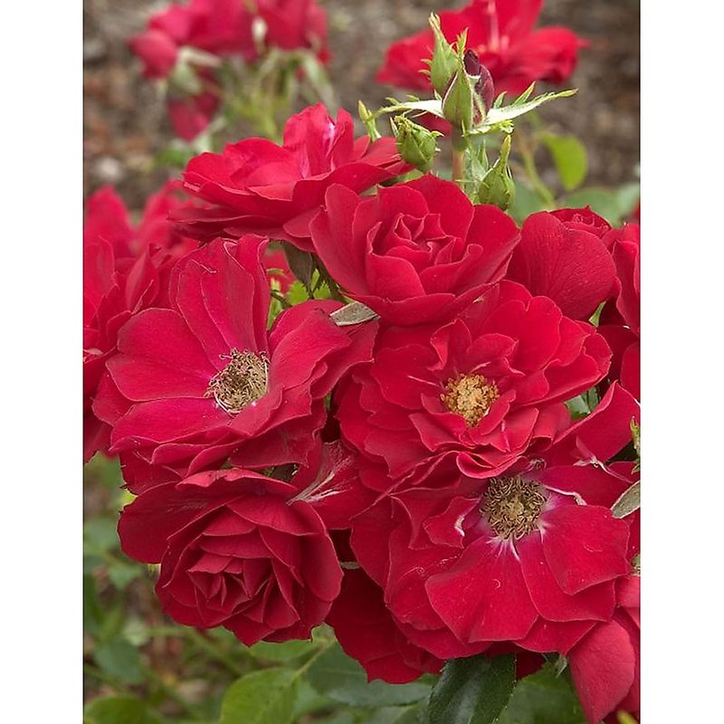 Chateau Merlot Rose
