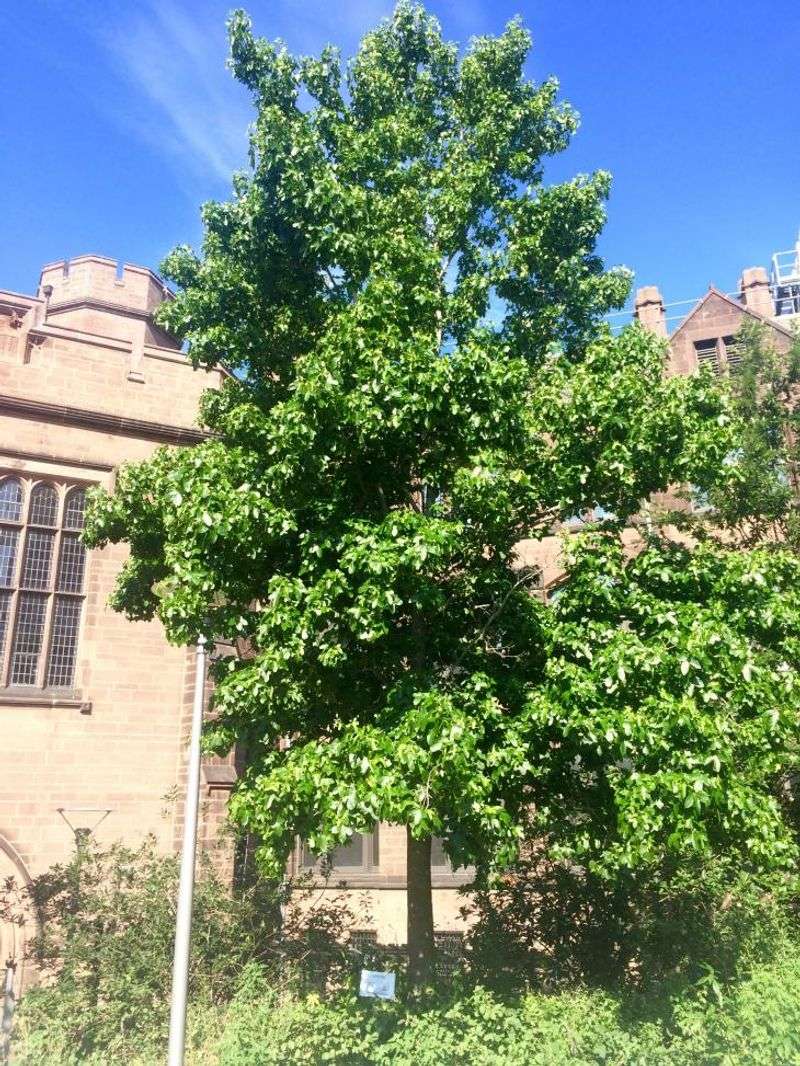 Sweetgum Tree